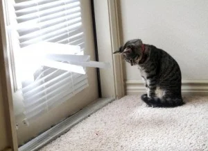 guilty cat
