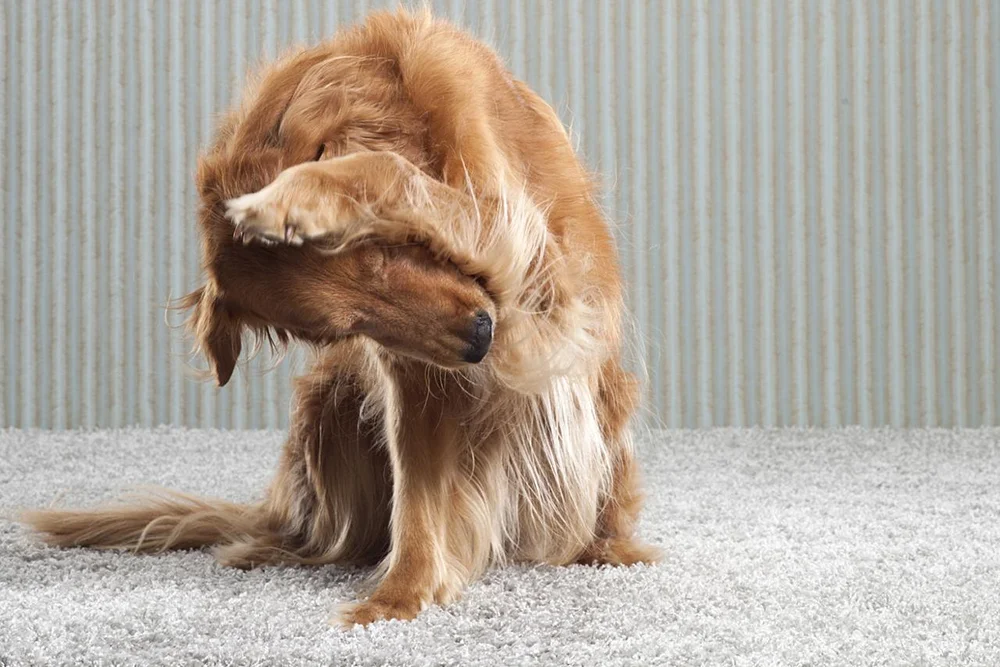 Dog with fleas