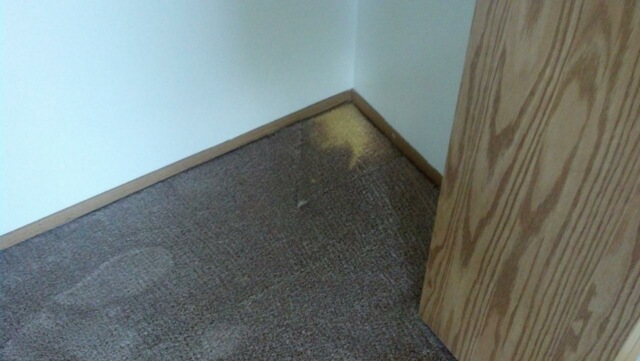 closet carpet