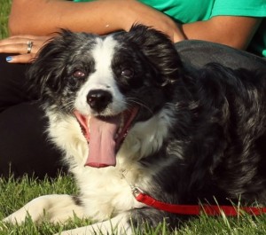 My Dog