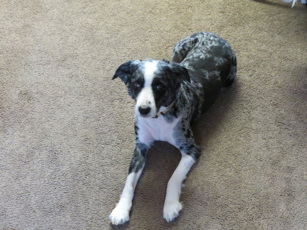 Dog Hair